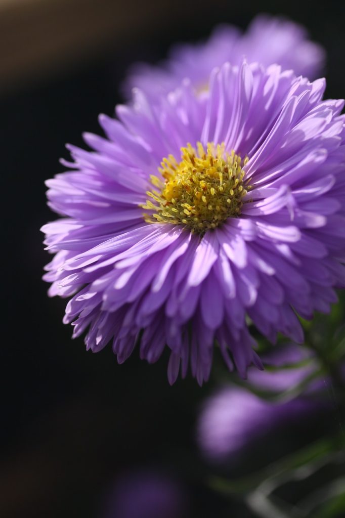 aster, flower, purple